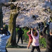 桜の下でラジオ体操