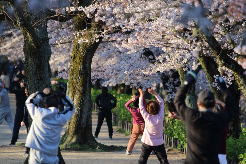 桜の下でラジオ体操