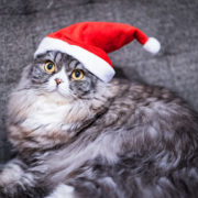 ゴゴジャンのchristmas_cat